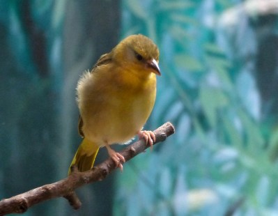 Taveta Weaver (Ploceus castaneiceps) Houston Zoo by Lee