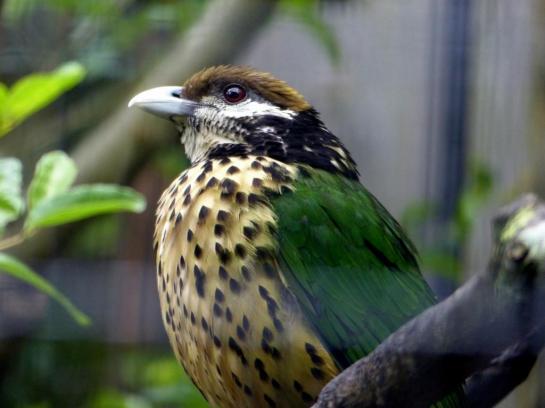 White-eared Catbird (Ailuroedus buccoides) Houston Zoo by Lee