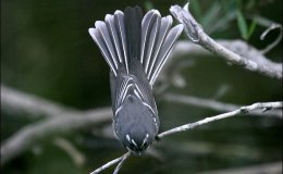 Lee’s Six Word Saturday –&nbsp;3/11/17