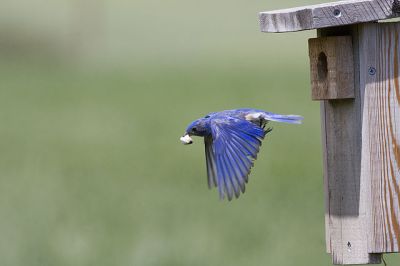 Western Bluebird (Sialia mexicana) Removing Fecal Sac ©WikiC