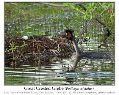 Great Crested Grebe (Podiceps cristatus) by Ian