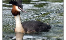 Ian’s Bird of the Week – Great Crested&nbsp;Grebe