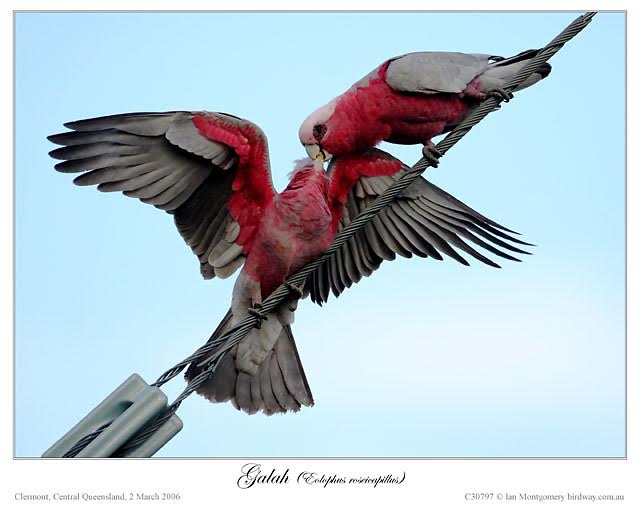 Galah (Eolophus roseicapilla) by Ian at Birdway