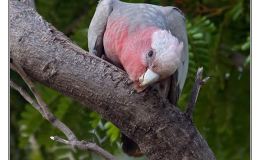Ian’s Bird of the Week –&nbsp;Galah
