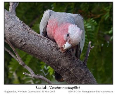 Galah (Eolophus roseicapilla) by Ian at Birdway