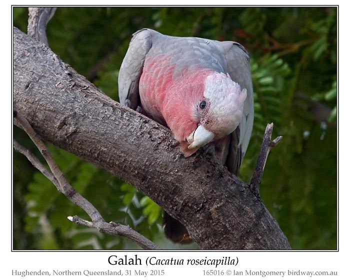 Galah (Eolophus roseicapilla) by Ian at Birdway