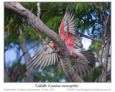 Galah (Eolophus roseicapilla) by Ian at Birdway
