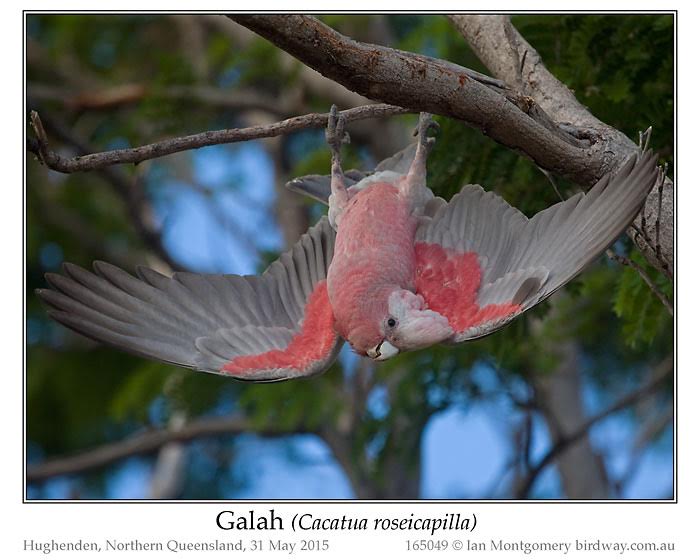 Galah (Eolophus roseicapilla) by Ian at Birdway