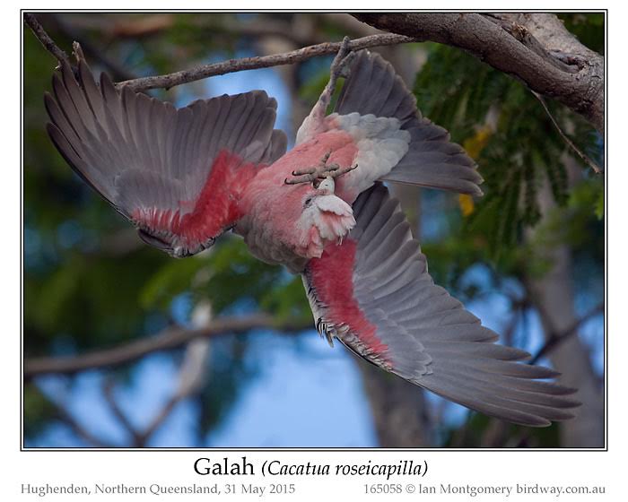 Galah (Eolophus roseicapilla) by Ian at Birdway
