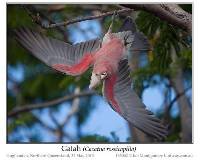 Galah (Eolophus roseicapilla) by Ian at Birdway