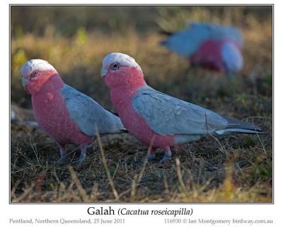 Galah (Eolophus roseicapilla) by Ian at Birdway
