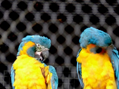 Blue-throated Macaw (Ara glaucogularis) Houston Zoo by Lee