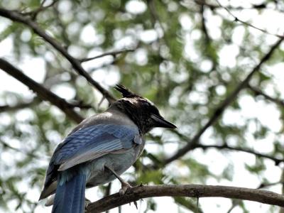 Steller's Jay (Cyanocitta stelleri) by Lee at Desert Museum AZ