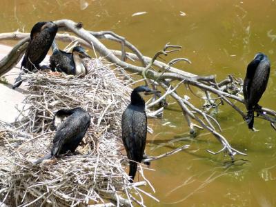 White-breasted Cormorant (Phalacrocorax lucidus) SD Zoo by Lee