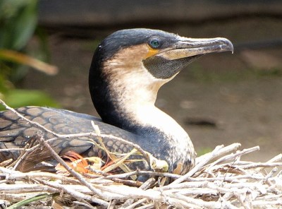 White-breasted Cormorant (Phalacrocorax lucidus) SD Zoo by Lee