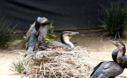 White-breasted Cormorants at San Diego&nbsp;Zoo