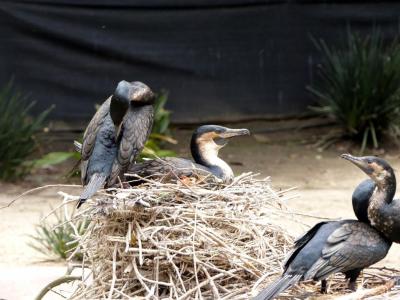 White-breasted Cormorant (Phalacrocorax lucidus) SD Zoo by Lee