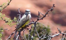 Need Help With Some&nbsp;Identifications