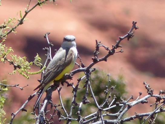 Western Kingbird Maybe - - California