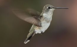 Hummingbird and a&nbsp;Dog