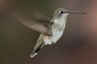 Black-chinned Hummingbird (Archilochus alexandri) ©WikiC