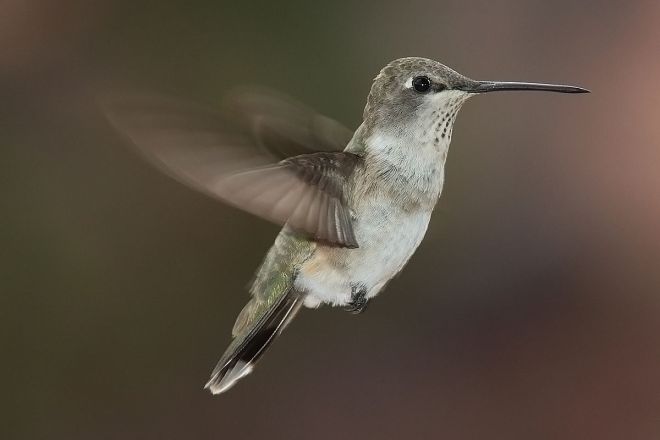 Black-chinned Hummingbird (Archilochus alexandri) ©WikiC