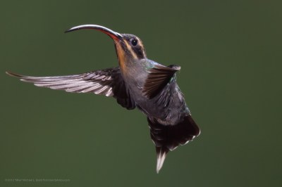 Green Hermit (Phaethornis guy) ©WikiC  09 May 2012, taken at the restaurant at the entry to Catarata del Toro, Costa Rica.  (Waterfall of the Bull) a 330 foot high waterfall 30 minutes from our lodge Bosque de Paz) Costa Rica Eco-Lodge, Hotel, Rain Forest, Cloud Forest, Costa Rica ...  www.bosquedepaz.com/  near the villages of Palmira and Pueblo Nuevo, near Bajos del Toro, and the Volcan Poas National Park, and the Juan Castro Blanco National Park. http://en.wikipedia.org/wiki/Green_Hermit says “The Green Hermit (Phaethornis guy) is a large hummingbird that is a resident breeder from southern Central America (Costa Rica and Panama) south to northwestern South America (northeastern Venezuela and Trinidad and the northern Andes to eastern Peru)... It is 5.3 in (13.5 cm) long and weighs 0.22 oz (6.3 g). The male Green Hermit is mainly dark green with a blue-green rump. It has a dark mask through the eye, with buff stripes above and below this, and down the centre of the throat. The central feathers of the tapered tail are long and white-tipped, and are wiggled in display at the communal leks. The reddish bill is long and decurved. The female is duller and sootier grey below, with an even longer bill and tail. The call of this species is a loud zurk, and the males' lekking "song" is a repeated swark.” Photo © 2012 “Mike” Michael L. Baird, mike {at] mikebaird d o t com, flickr.bairdphotos.com, Canon 5D Mark III, with Canon EF 100-400mm f4.5-5.6L IS USM Telephoto Zoom Lens, with no circular polarizer, medium ball-head on a lightweight Gitzo travel tripod, IS off on, RAW.  Proprietary muiti-flash setup by Greg Basco.  See EXIF for more settings.  To use this photo, see access, attribution, and commenting recommendations at www.flickr.com/people/mikebaird/#credit - Please add comments/notes/tags/names to add to or correct information, identification, etc. Please, no comments or invites with badges, unrelated images, flash