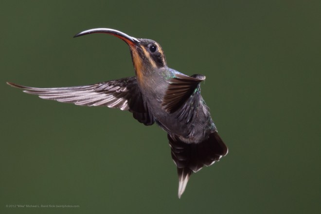 Green Hermit (Phaethornis guy) ©WikiC  09 May 2012, taken at the restaurant at the entry to Catarata del Toro, Costa Rica.  (Waterfall of the Bull) a 330 foot high waterfall 30 minutes from our lodge Bosque de Paz) Costa Rica Eco-Lodge, Hotel, Rain Forest, Cloud Forest, Costa Rica ...  www.bosquedepaz.com/  near the villages of Palmira and Pueblo Nuevo, near Bajos del Toro, and the Volcan Poas National Park, and the Juan Castro Blanco National Park. http://en.wikipedia.org/wiki/Green_Hermit says “The Green Hermit (Phaethornis guy) is a large hummingbird that is a resident breeder from southern Central America (Costa Rica and Panama) south to northwestern South America (northeastern Venezuela and Trinidad and the northern Andes to eastern Peru)... It is 5.3 in (13.5 cm) long and weighs 0.22 oz (6.3 g). The male Green Hermit is mainly dark green with a blue-green rump. It has a dark mask through the eye, with buff stripes above and below this, and down the centre of the throat. The central feathers of the tapered tail are long and white-tipped, and are wiggled in display at the communal leks. The reddish bill is long and decurved. The female is duller and sootier grey below, with an even longer bill and tail. The call of this species is a loud zurk, and the males' lekking "song" is a repeated swark.” Photo © 2012 “Mike” Michael L. Baird, mike {at] mikebaird d o t com, flickr.bairdphotos.com, Canon 5D Mark III, with Canon EF 100-400mm f4.5-5.6L IS USM Telephoto Zoom Lens, with no circular polarizer, medium ball-head on a lightweight Gitzo travel tripod, IS off on, RAW.  Proprietary muiti-flash setup by Greg Basco.  See EXIF for more settings.  To use this photo, see access, attribution, and commenting recommendations at www.flickr.com/people/mikebaird/#credit - Please add comments/notes/tags/names to add to or correct information, identification, etc. Please, no comments or invites with badges, unrelated images, flash