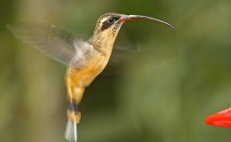 Wordless Birds –&nbsp;Hummingbirds