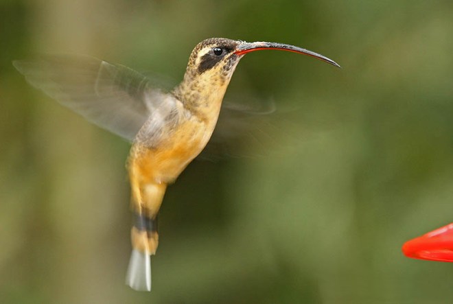 Tawny-bellied Hermit (Phaethornis syrmatophorus)  by Michael Woodruff