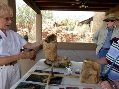 Cactus Boot Desert Mus-Tuscon by Lee