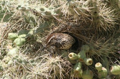 Cactus Wren at nest ©WikiC by BigWheel55