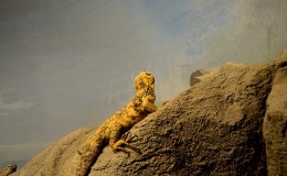 Arizona-Senora Desert Museum –&nbsp;Critters