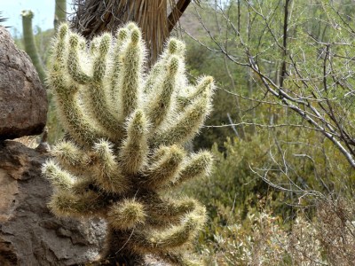 Cholla Cactus by Lee