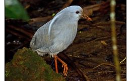 Ian’s Bird of the Week –&nbsp;Kagu