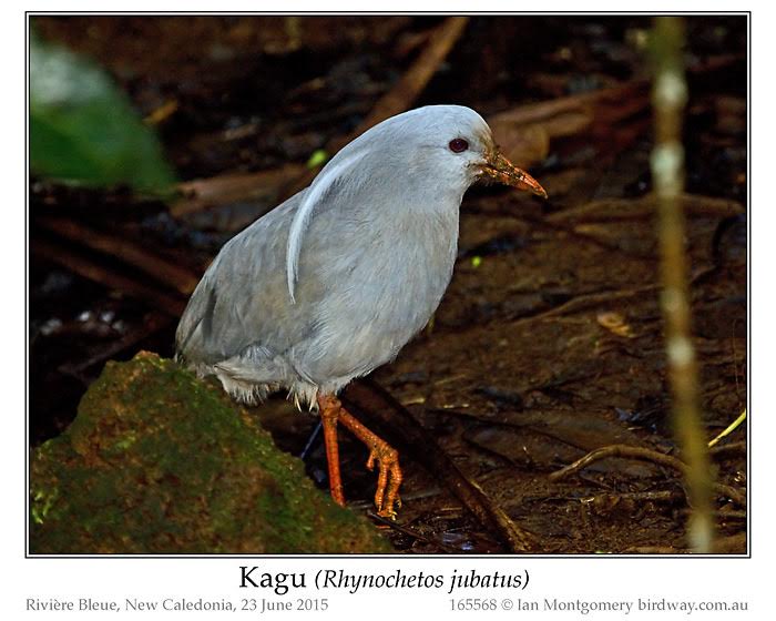 Kagu (Rhynochetos jubatus) by Ian