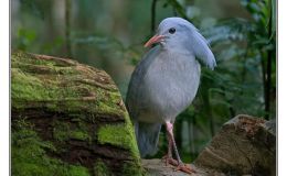 Ian’s Bird of the Week – Kagu, Episode&nbsp;2