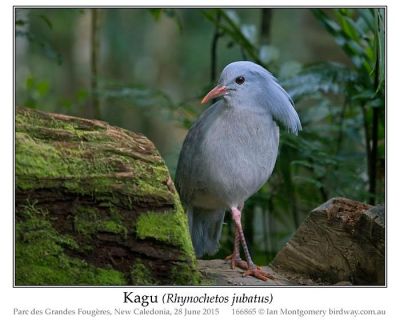 Kagu by Ian