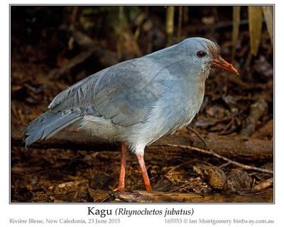 Kagu (Rhynochetos jubatus) by Ian