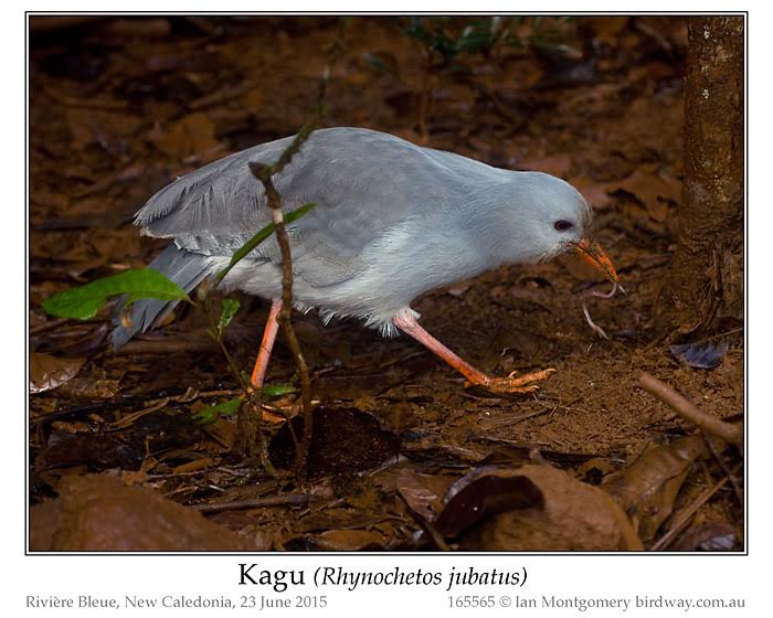 Kagu (Rhynochetos jubatus) by Ian