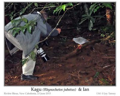 Kagu (Rhynochetos jubatus) by Ian