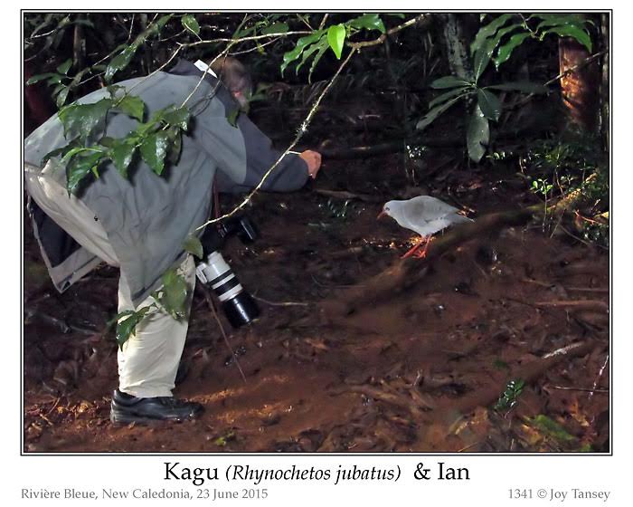 Kagu (Rhynochetos jubatus) by Ian