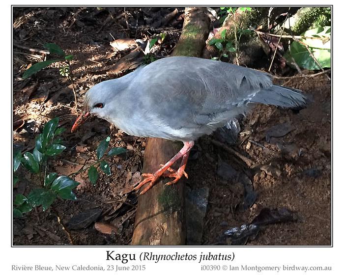 Kagu (Rhynochetos jubatus) by Ian