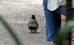 Kneeling Before Royalty?