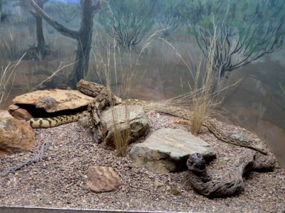Gopher Snake Desert Mus-Tucson by Lee
