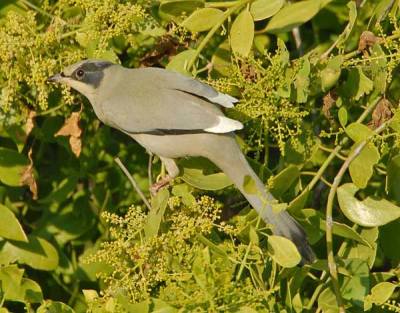 Grey Hypocolius (Hypocolius ampelinus) by Nikhil Devasar