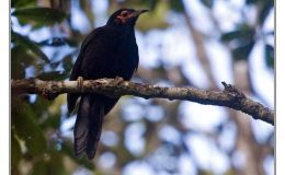 Ian’s Bird of the Week – Crow&nbsp;Honeyeater