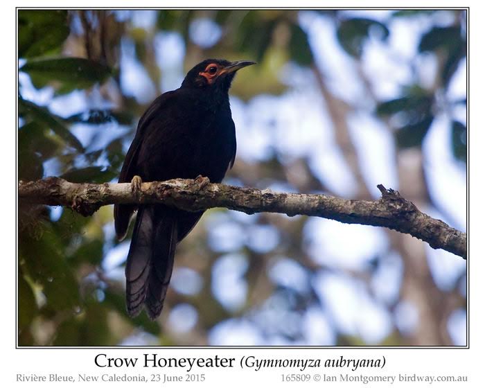 Crow Honeyeater (Gymnomyza aubryana) by Ian