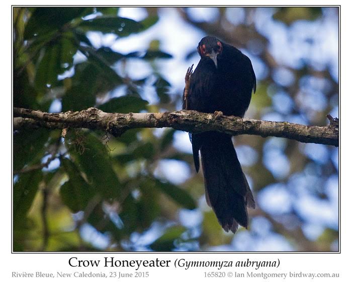 Crow Honeyeater (Gymnomyza aubryana) by Ian