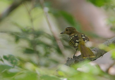 Eastern Nicator (Nicator gularis) ©WikiC Rainbirder
